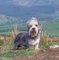 Dandie Dinmont Terrier cachorros en busca de un hogar para siempr - Foto 1