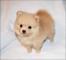 Hermosos cachorros teacup pomeranian