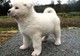 Impresionante japonés akita cachorro