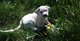 Impresionantes cachorros de dogo argentino en busca de un hogar p