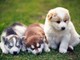 Los cachorros de calidad superior alaskan malamute disponibles