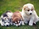 Los cachorros de calidad superior Alaskan Malamute disponibles - Foto 1