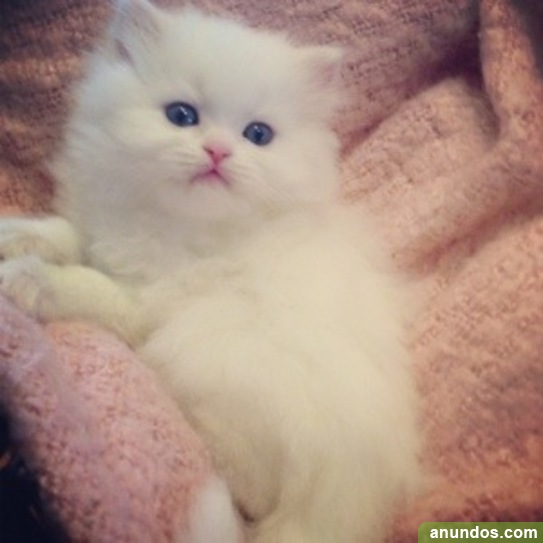 Oh Soo Cute Gatitos Persa Blanco Azul Ojos Traiguera Oh Soo Cute Gatitos Persa Blanco Azul Ojos Traiguera