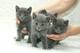 Adorables gatitos azul ruso por adopción-9 semanas de edad