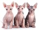 Adoralbe sphynx gatitos