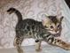 Bengala gatitos manchados adorables como mascota