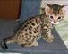 Bengala gatitos manchados adorables como mascota - Foto 2