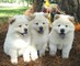 Cachorros Chow Chow bien entrenados para la adopción - Foto 1