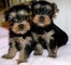 Hermosos cachorros Teacup Yorkie - Foto 1