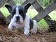 Hola se venden cachorros de bulldog francés
