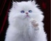 Mejor persa gatitos- cfa registrada - listo ahora - por favor con