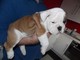 Nuestros Bulldog Inglés cachorros son 12 semanas de edad y AKC re - Foto 1