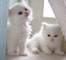 Oh soo cute !! gatitos persa blanco azul ojos!