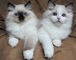 Ragdoll gatitos preciosos para adopción