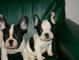 Regalo Bulldog frances de pura raza para adopcion - Foto 1