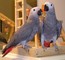 Talking pair african grey parrots