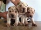 Adorables cachorros shar pei para adopción