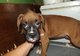 Cachorro boxer gorgeous para unirse a una nueva familia