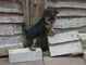 Cachorros de Yorkshire Terrier - Foto 1