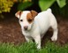 Cachorros Jack Russell Terrier lista ahora !! - Foto 1