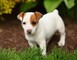 Cachorros jack russell terrier lista ahora !!