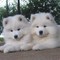 Cachorros Samoyedo lista ahora para la adopción 122. ???? - Foto 1