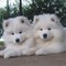 Cachorros samoyedo lista ahora para la adopción 122. ????