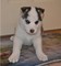 Husky Siberiano para adopción - Foto 1