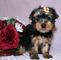 Se vende ultima hembra y macho de yorkshire terrier mini