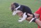 Un cachorro beagle macho para la adopción libre