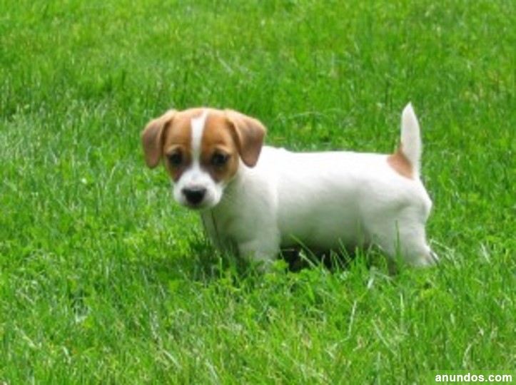 Disminución Shinkan anfitrión De pura raza Jack Russell Terrier para la venta - Alcalá de Henares