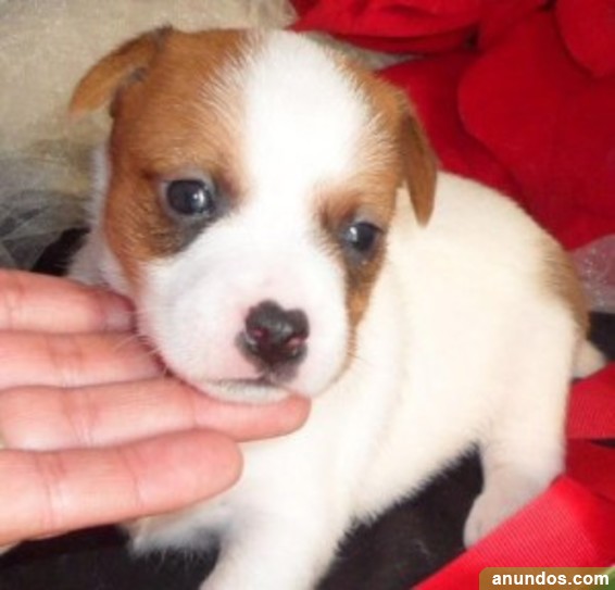 Jack Russell Terrier cachorros de calidad para la adopción - San Antonio