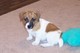2 Cachorros Jack Russell Terrier para la venta - Foto 1