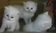 3 gatitos persas hermosa, que necesitan nuevos hogares