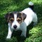 A la espera de jack russell terrier en venta