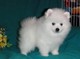 Bichón Habanero impresionante o Cachorros Pomerania Cruz - Foto 1