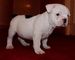 Cachorros de Bulldog Francés - Foto 1