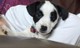 Cachorros Jack Russell por un hogar maravilloso, 12 semanas de ed - Foto 1