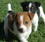 Cachorros jack russell terrier bien socializados