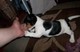 Cachorros Jack Russell Terrier disponibles para la venta !!!!!!!! - Foto 1