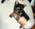 Cachorros yorkshire