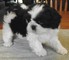 Calidad familia bred rasied shih tzu en venta