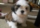 Calidad familia bred rasied shih tzu en venta