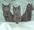 Cfa registrado, azul ruso kittens- listo