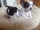 Chihuahua cachorros hermosos liberar a buenos hogares - Foto 1
