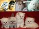 Clásico de pelo largo gatitos persa blanco - Póngase en contacto - Foto 1