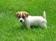 De pura raza jack russell terrier para la venta