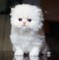 Disponible gatitos persas - póngase en contacto con