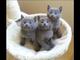 Gatitos azul ruso - machos castrados y hembras - casa solicitaron