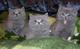 Gatitos de pelo corto británico Hermoso, buscando, un buen hogar - Foto 1